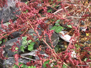 uccio-13-11-2012 09-14-33